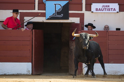 corrida, toro, vic fezensac, alcurrucen, michelito, morenito de aranda