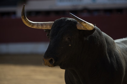 corrida, toro, vic fezensac, alcurrucen, michelito, morenito de aranda