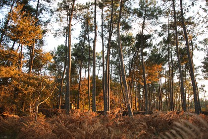 2007-11-15-7930.jpg