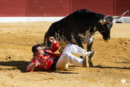 Aire-sur-l'Adour Championnat de France de course landaise 2023