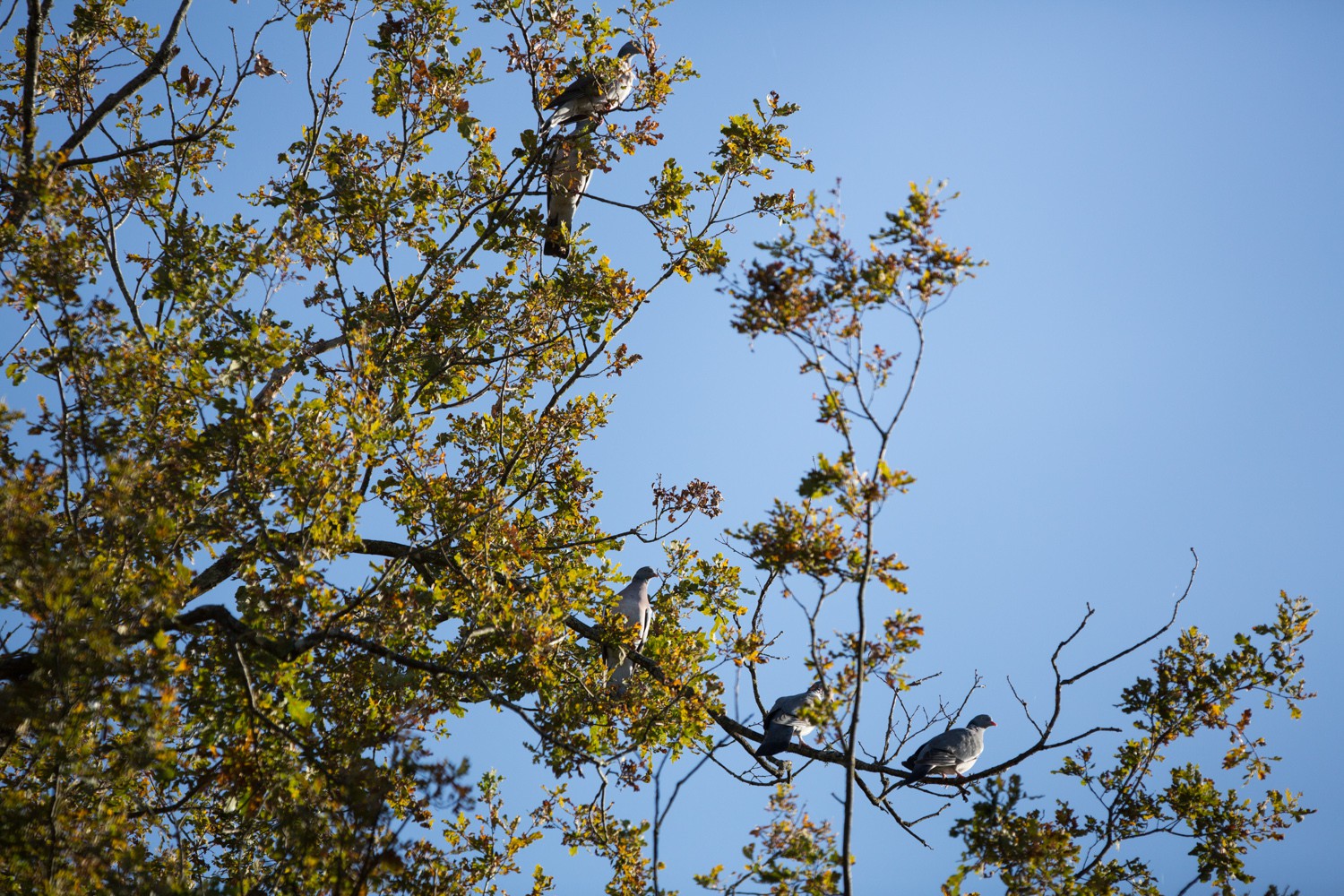 2012-11-16-1362.jpg