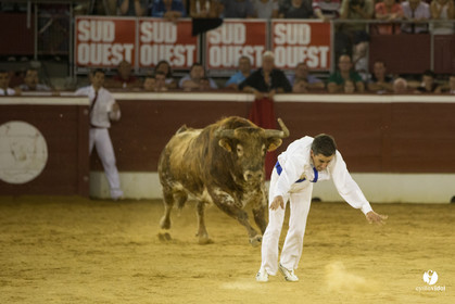 course landaise
