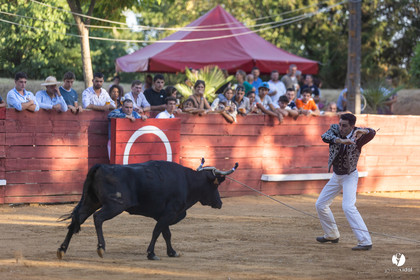Course landaise à Panjas