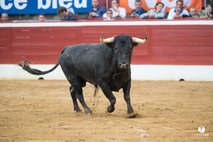 Mont-de-Marsan corrida de la Quinta pour Juan Bautista - Emilio de Justo - Thomas DUFAU
