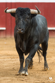 Mont-de-Marsan corrida de la Quinta pour Juan Bautista - Emilio de Justo - Thomas DUFAU