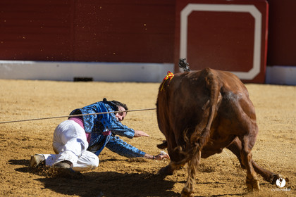 Aire-sur-l'Adour Championnat de France de course landaise 2023