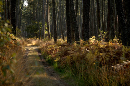 Paysages des Landes
