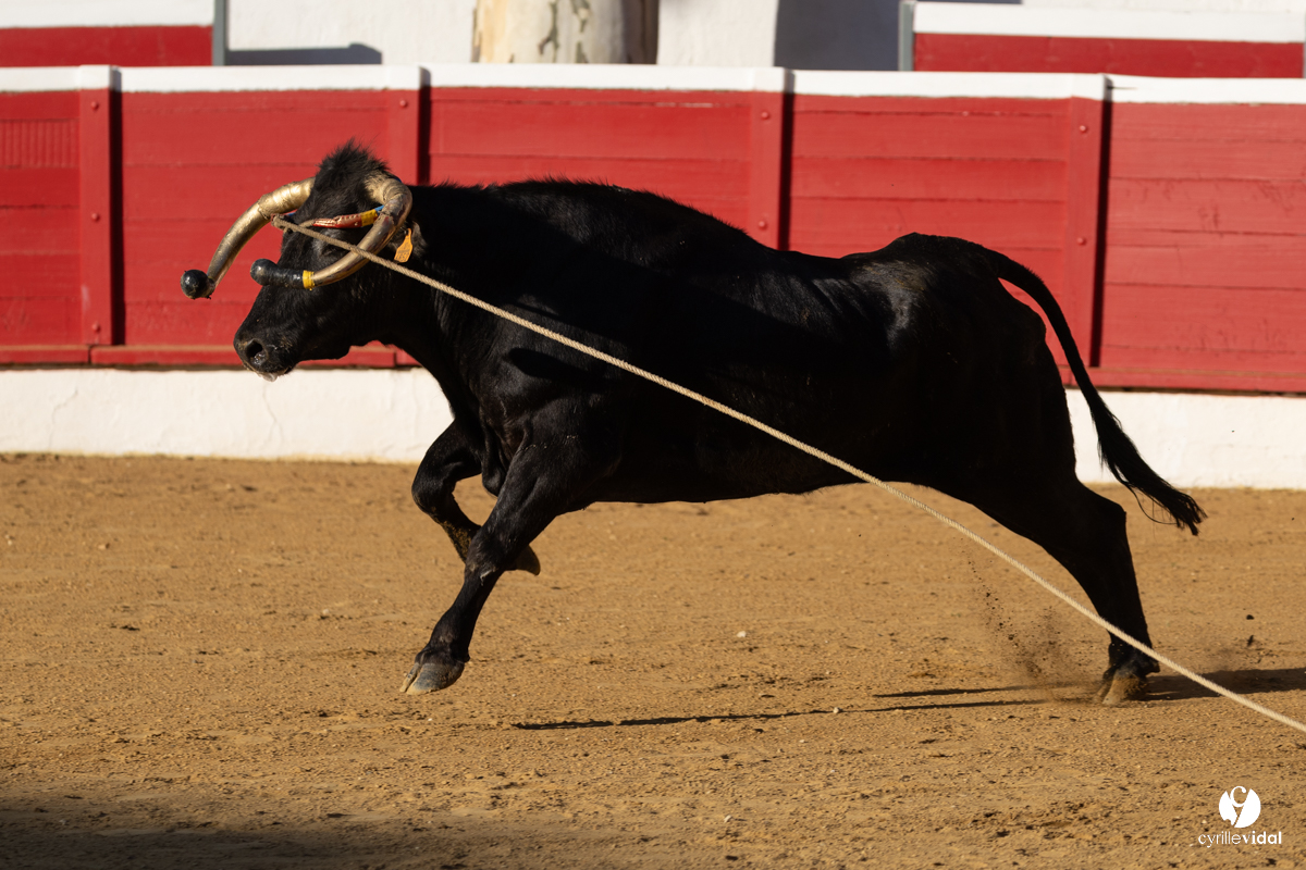 Nogaro Corne d'Or 2023