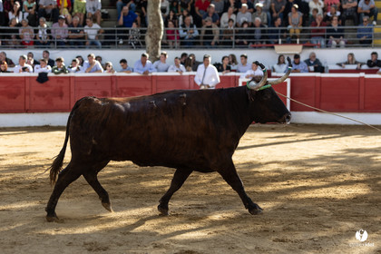 Nogaro Championnat de France de course landaise 2022