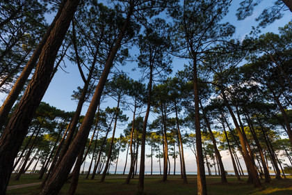 Paysages des Landes