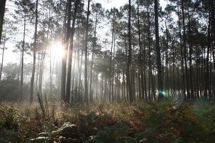 Paysages des Landes