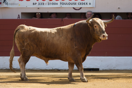 corrida, toro, vic fezensac, alcurrucen, michelito, morenito de aranda