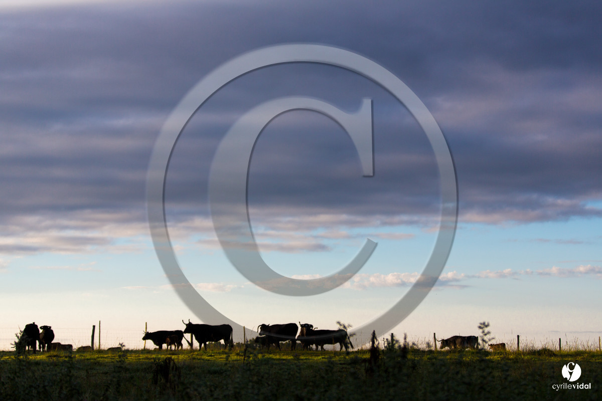 Photos du livre Ganadère landais en 2020
