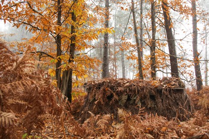 2007-11-13-7084.jpg