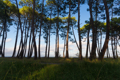 Paysages des Landes