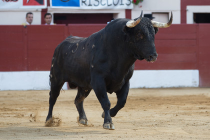 corrida, toro, vic fezensac, alcurrucen, michelito, morenito de aranda
