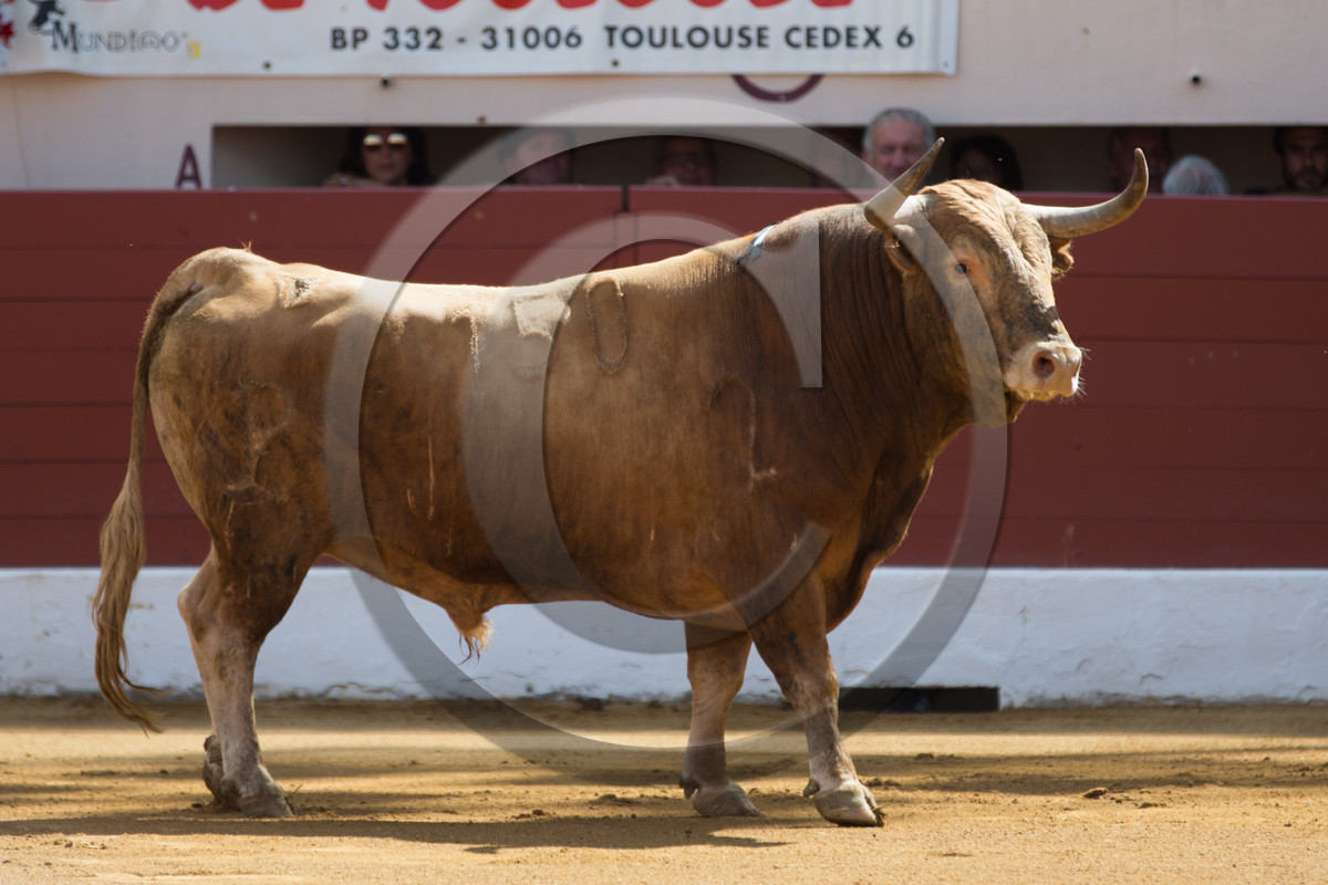 corrida, toro, vic fezensac, alcurrucen, michelito, morenito de aranda