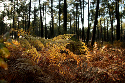 Paysages des Landes