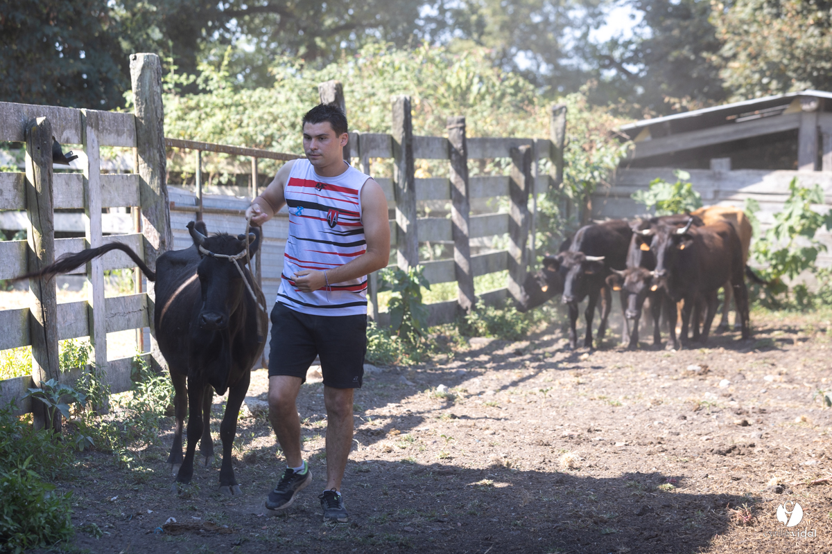 Course landaise à Panjas