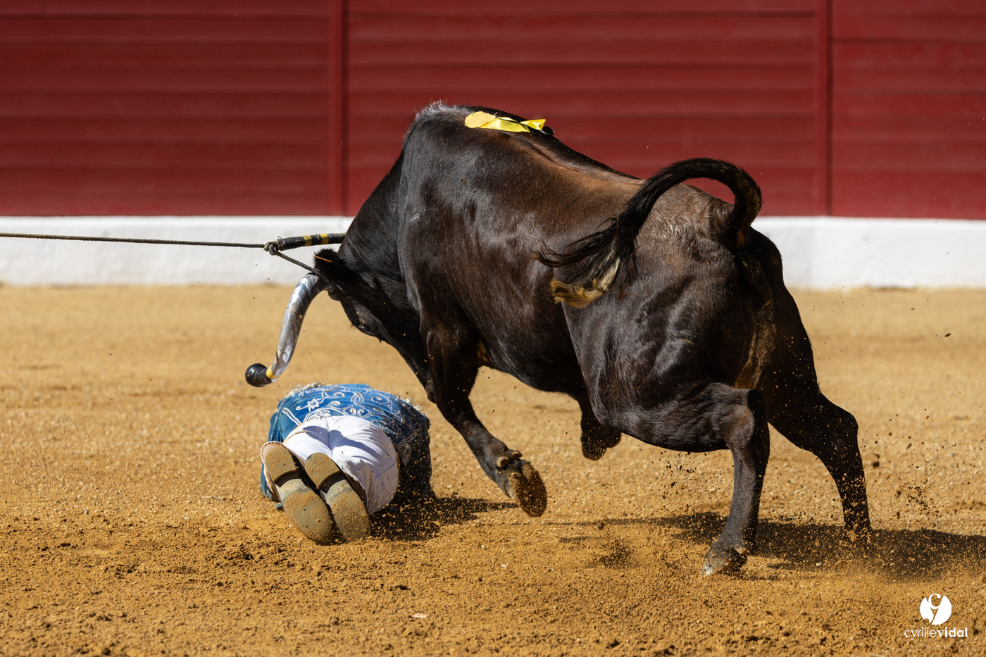 Aire-sur-l'Adour Championnat de France de course landaise 2023 Aire-sur-l'Adour Championnat de France de course landaise 2023