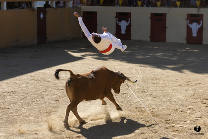 Course landaise