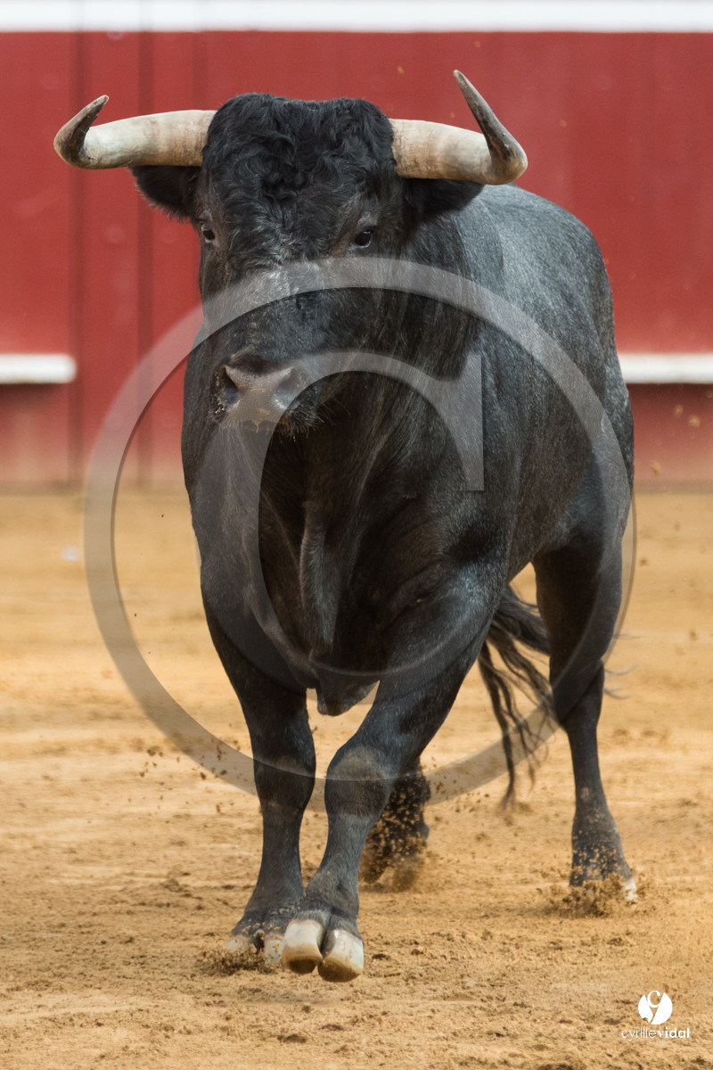 Mont-de-Marsan corrida de la Quinta pour Juan Bautista - Emilio de Justo - Thomas DUFAU