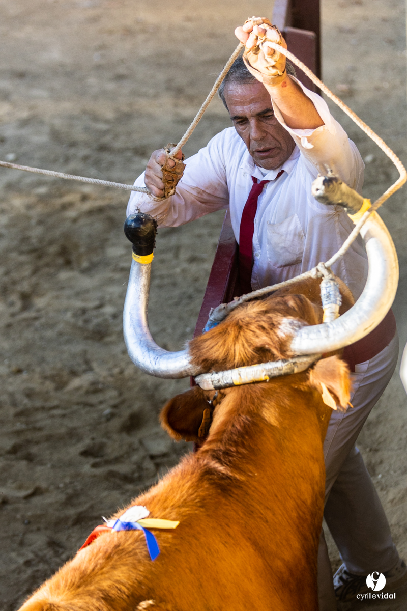 Course landaise