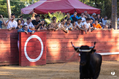 Course landaise à Panjas