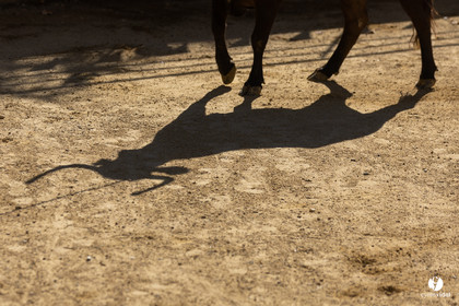 Course landaise