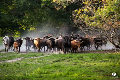Photos du livre Ganadère landais en 2020