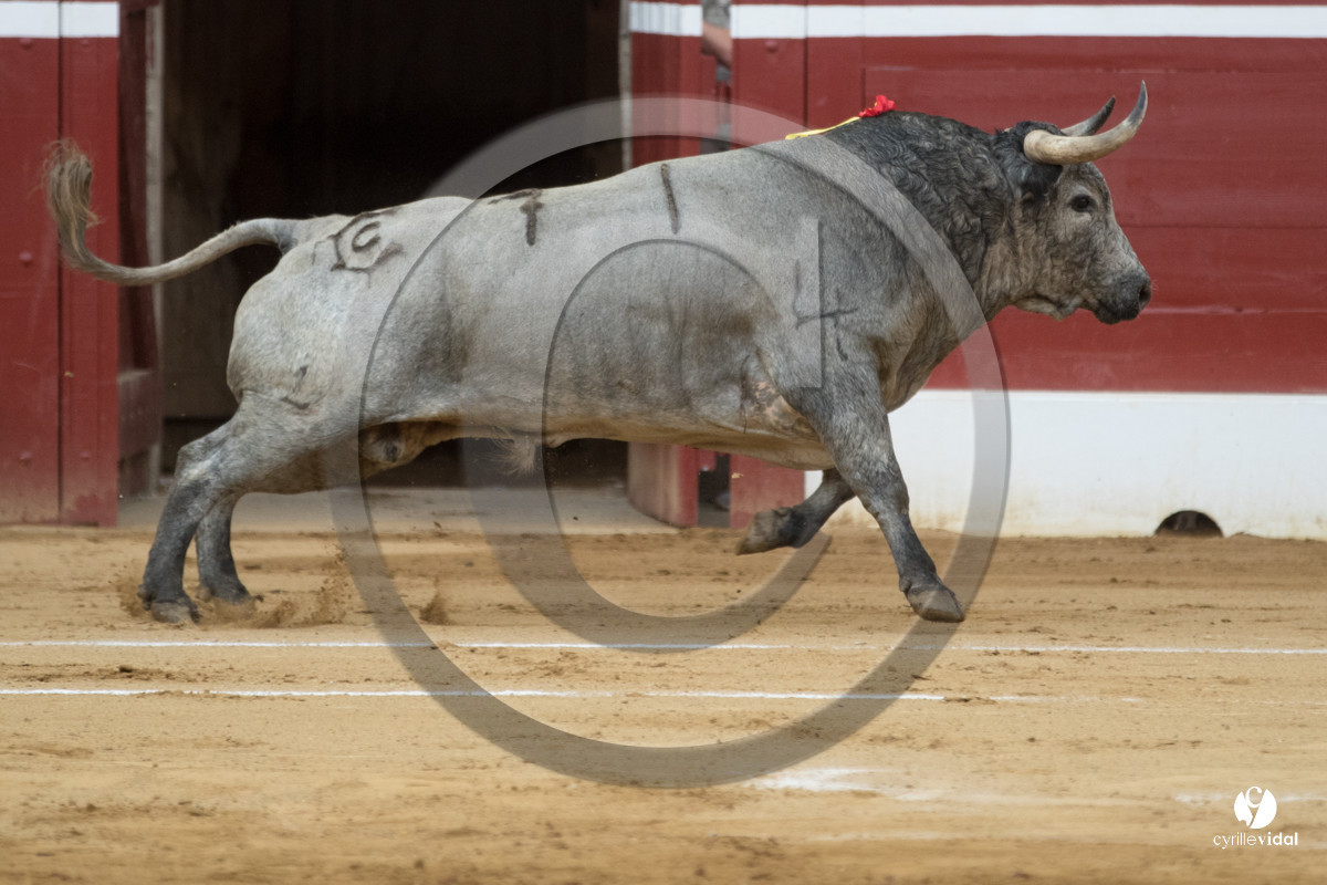 Mont-de-Marsan corrida de la Quinta pour Juan Bautista - Emilio de Justo - Thomas DUFAU