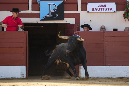 corrida, toro, vic fezensac, alcurrucen, michelito, morenito de aranda
