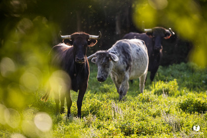 Photos du livre Ganadère landais en 2020
