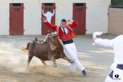 Course landaise