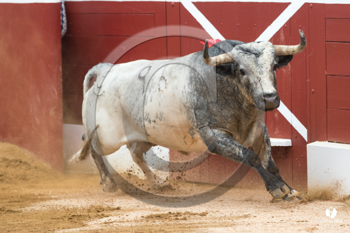 Mont-de-Marsan corrida de la Quinta pour Juan Bautista - Emilio de Justo - Thomas DUFAU