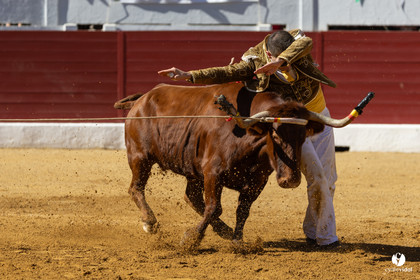 Aire-sur-l'Adour Championnat de France de course landaise 2023