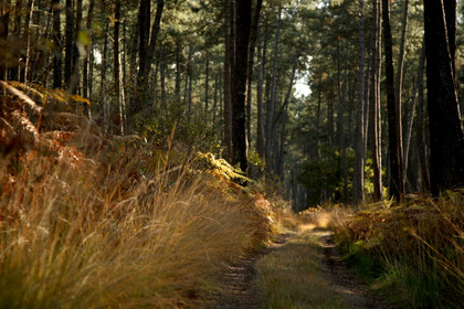 Paysages des Landes