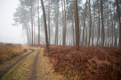 Paysages des Landes
