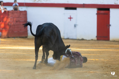 Course landaise à Panjas
